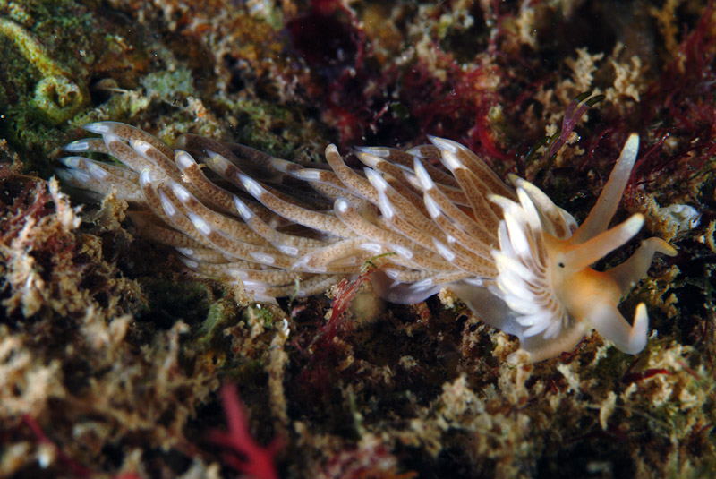 Aeolidiella alderi